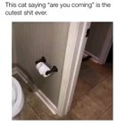 I'mma say nope to this cat