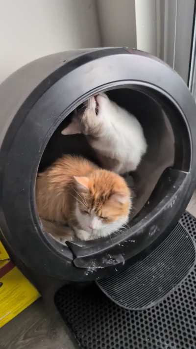 How to make cats use LR just for peeing and pooping