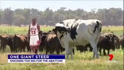 Moo aside