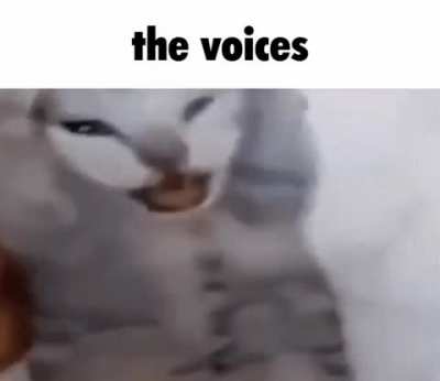 my cat struggles with schizophrenia