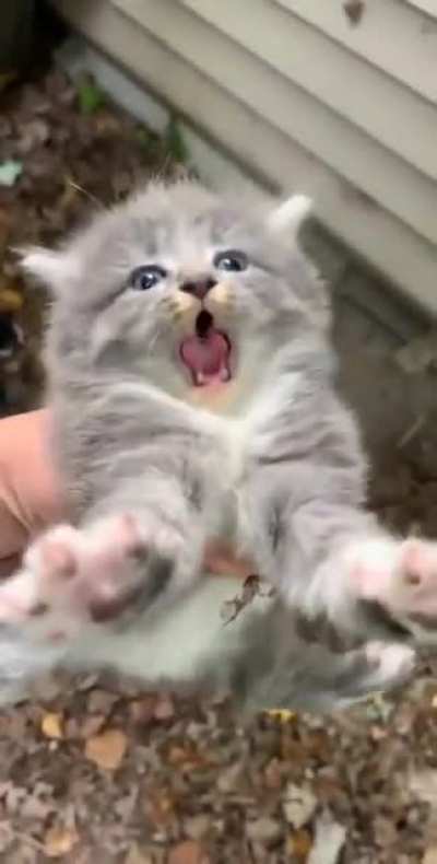 Meow..... Meoaaa