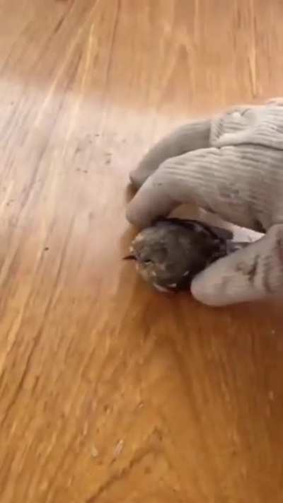 Guy on Boat saves Bird with chips and crackers