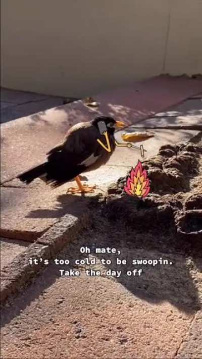 Bill the bird (sound on)