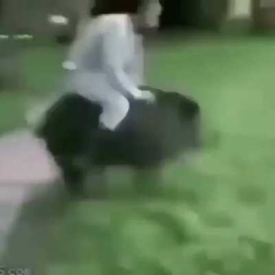 Hog