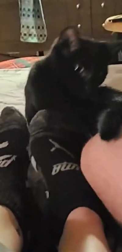 Asshole cat
