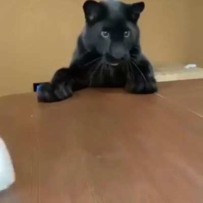 No cat is too big to play chase the mask.