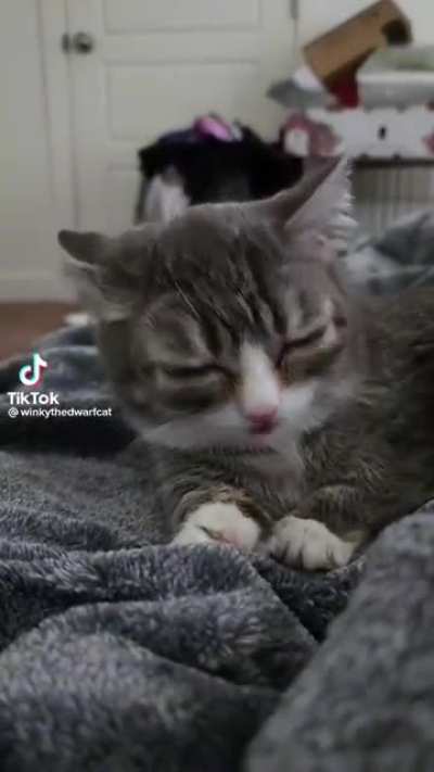 gato alanzoka