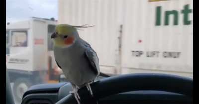 World's cutest wtf !