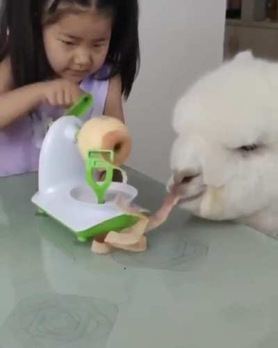 Alpaca eating apple