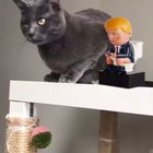 Wise cat.