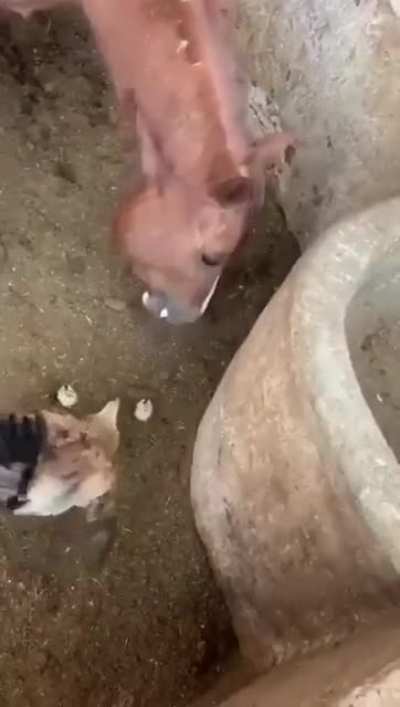 Cheep Meal