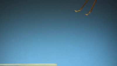 How insects fly in slow mo