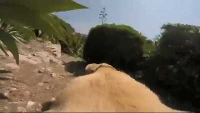 Walter, a Labrador in Sicily, loves the water.