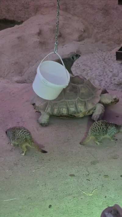 Caught these meerkats at a local zoo trying to pull off a heist