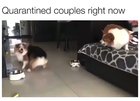 Quqrqntined couples right now