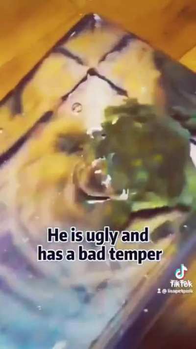 Angry Frog