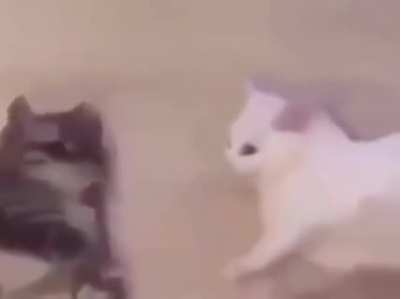 Demonic cats go AAAAAAAAAA