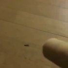 Centipede