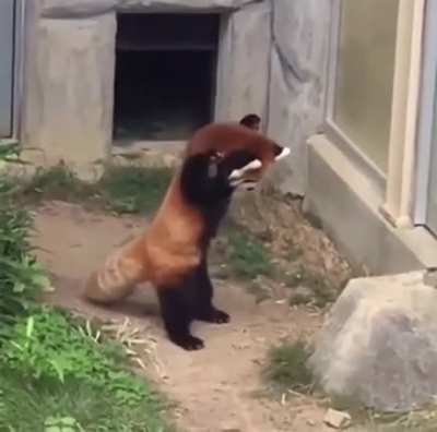 To scare a rock