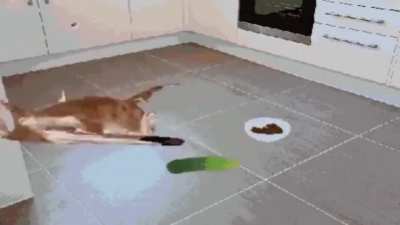 what the cat…