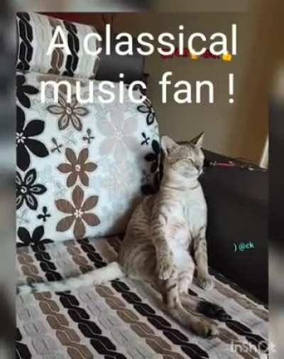 Just a cat enjoying classical music :)