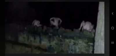 Blursed_FROG