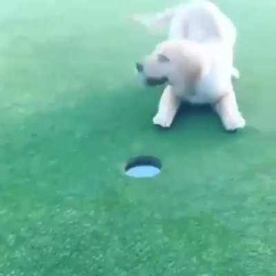 Just tap it in