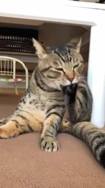 Когда ты Кот, но в душе ты медведь