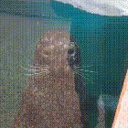 Seal plays peek-a-boo