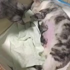 Father cat just coming to check on mama and the babies.