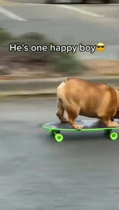Tony bark!