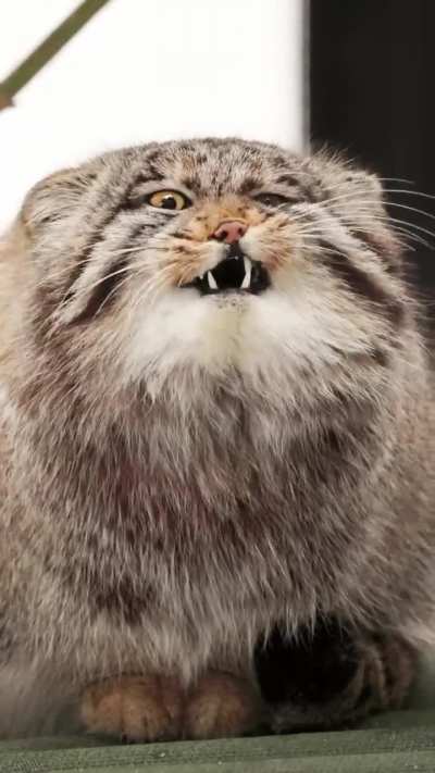 Погладь кота! Смотри какой он голодный!