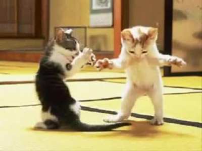 dos gatos sin tener nada que hacer