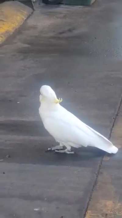 My brother has an apprentice cockatoo who follows him around all day at work.