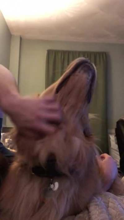 Head scritches=Instant golden smiles