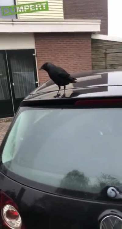 crow dislikes dutch man