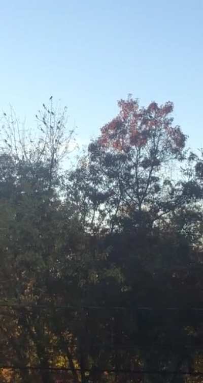 birds declare war on my family