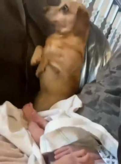 You have to change the little hooman's diaper!