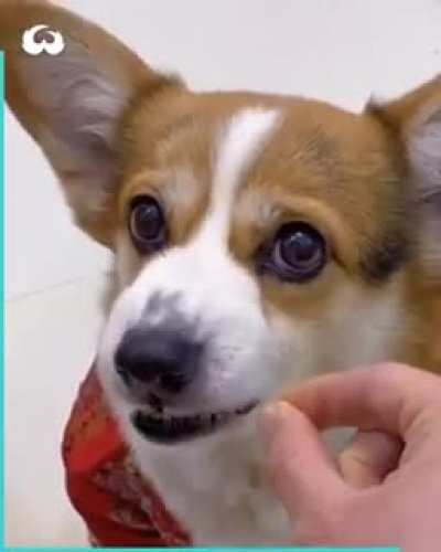 dog angry😍😍