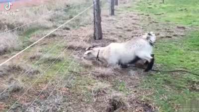 Goat go plong