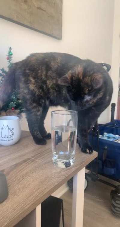feline bad