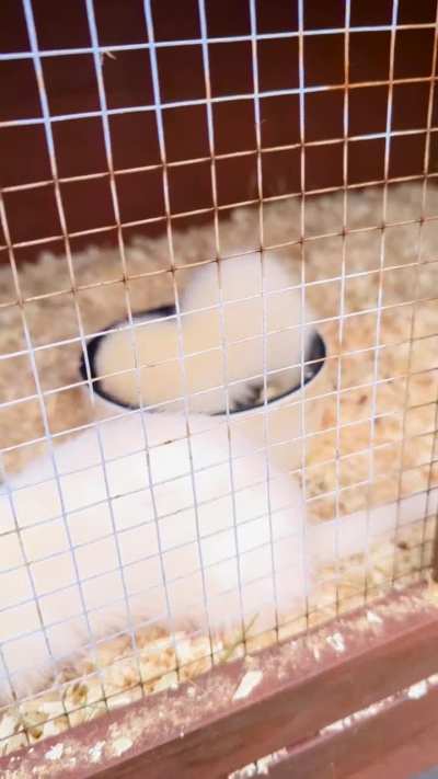 This little kit is fascinated with digging in the feed bowl 