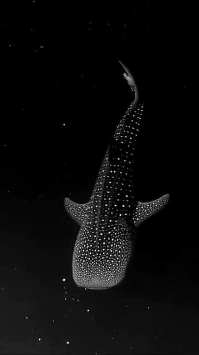 A wheal shark slipping through bioluminescent algae appears to be swimming in space.
