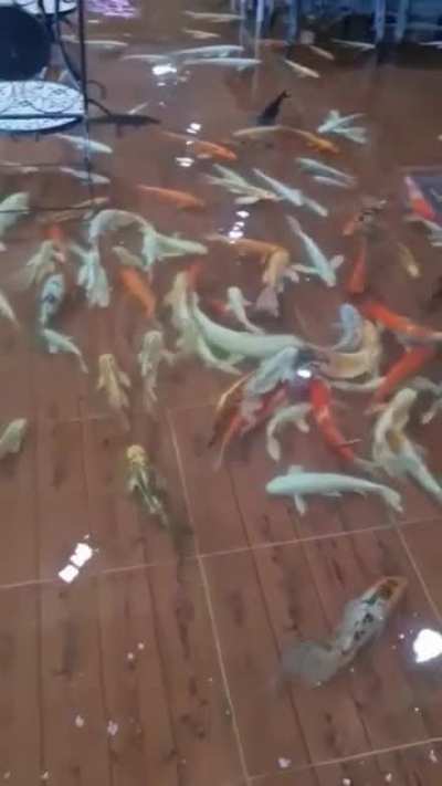 Koi Pond Cafe'
