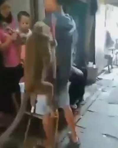 monkey fuck it