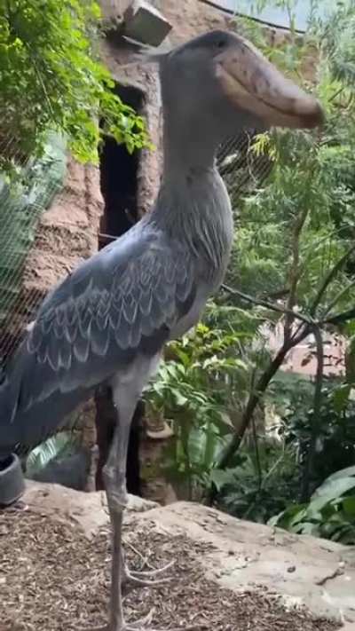 Shoebill: Prehistoric Dinosaur Looking Bird Sounds Like A Machine Gun.