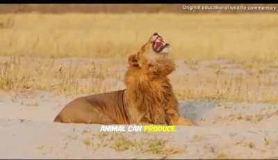 What a lions roar means