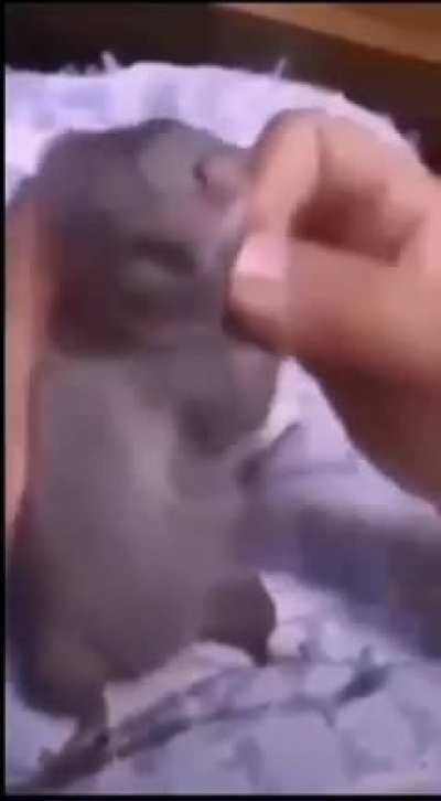🐀