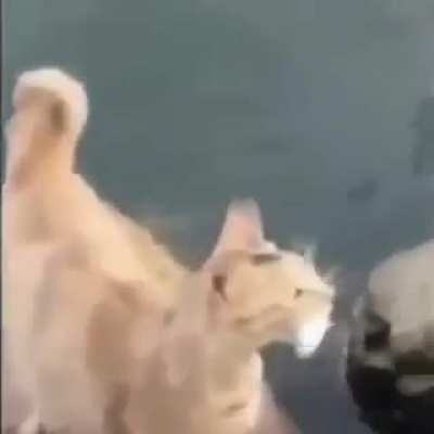 Fish ragdoll