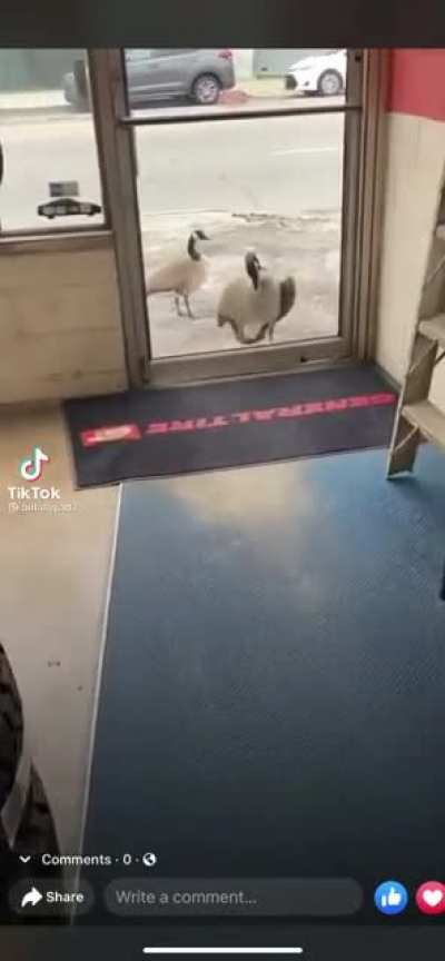 This Canadian goose straight up broke a window in anger